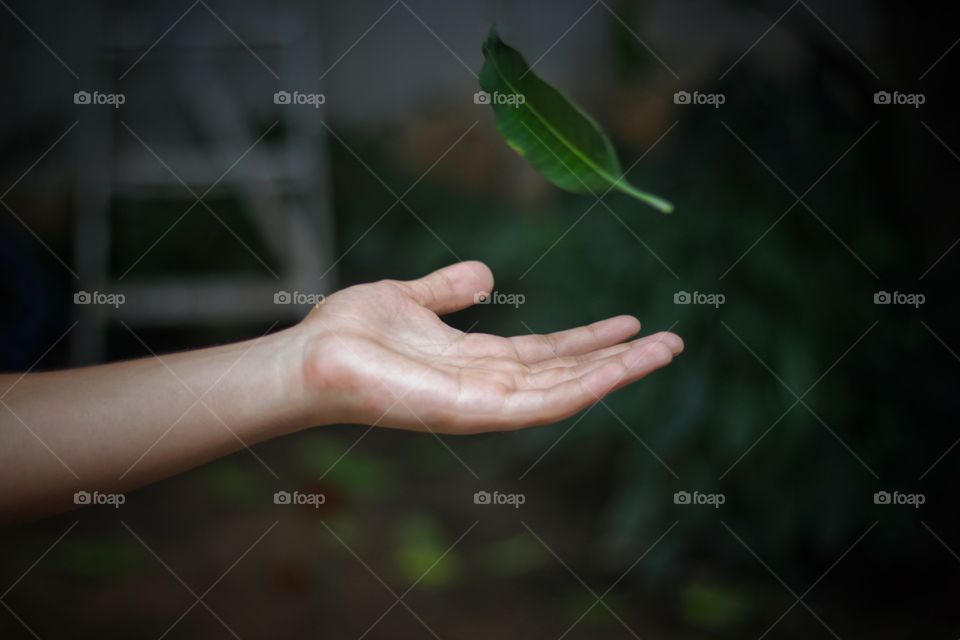 catching a leaf falling of a tree