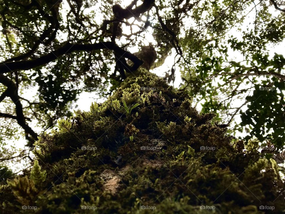 Tree Bark in the Horton Plains of Sri Lanka... Covered in moss...