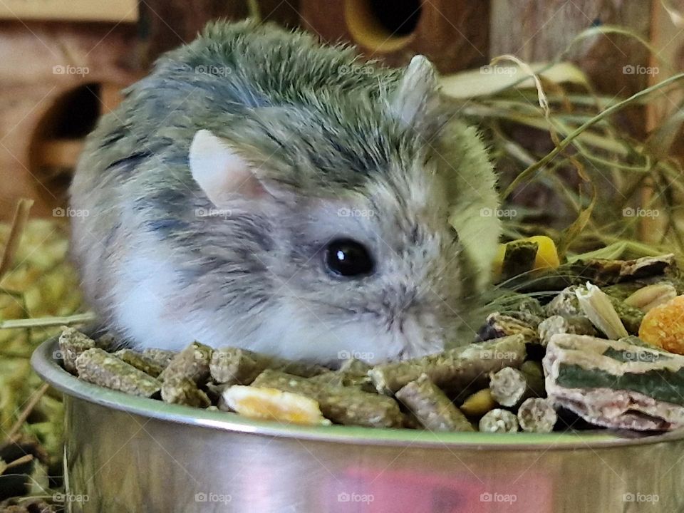 Roborovski hamster Jimmy