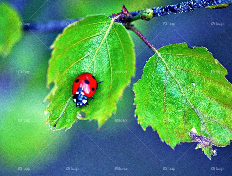 ladybug on a fresh green leaf