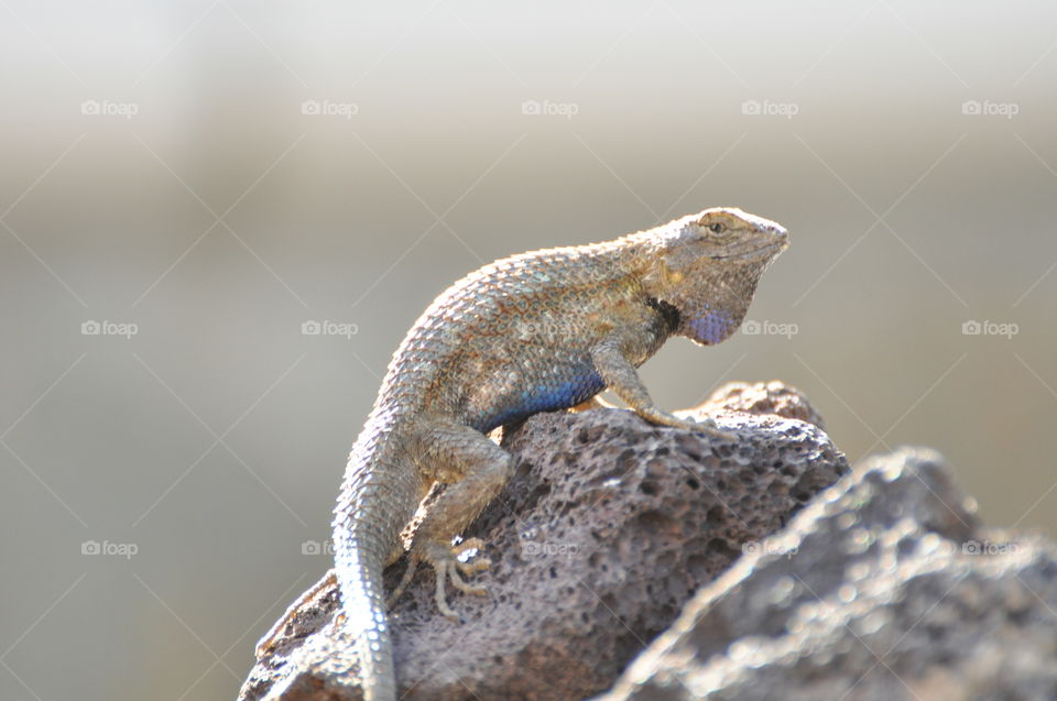 Lizard on the rock