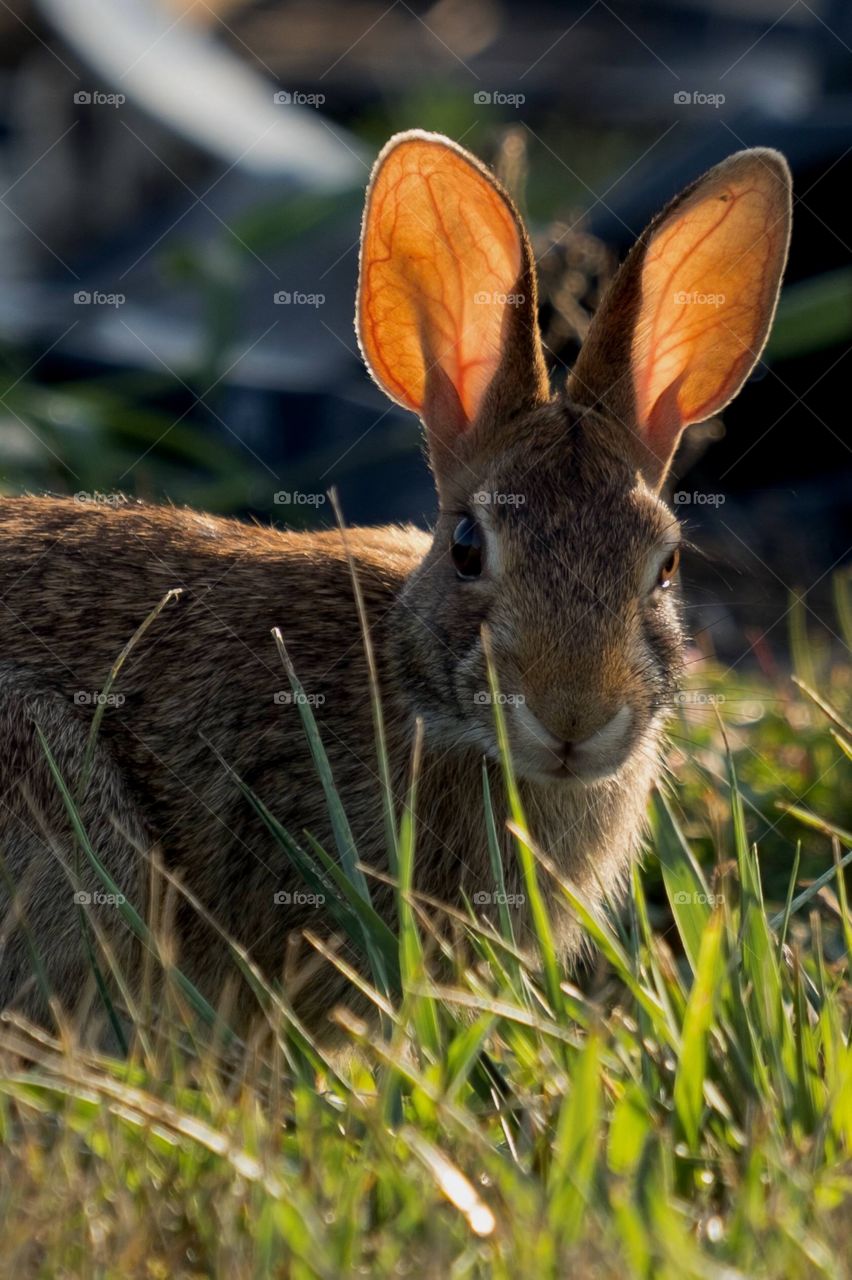 Foap, Light: Natural vs Artificial - When the beautiful translucent ears of an Eastern Cottontail are backlit by the early morning sun, fascinating intricate details are revealed. 