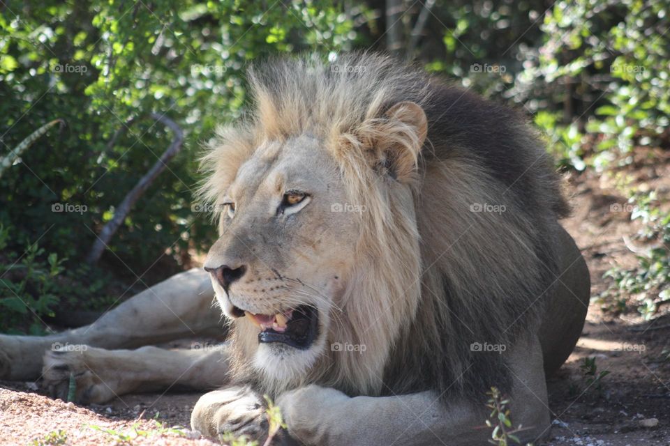 Beautiful male lion.