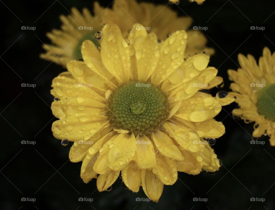 Raindrops on yellow daisy