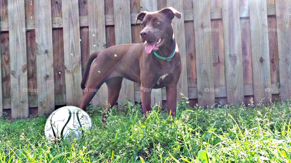 dogs love soccer too