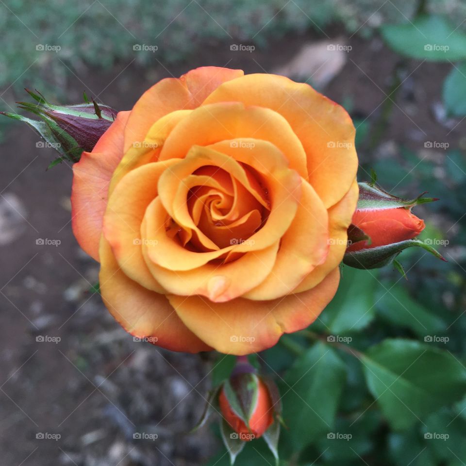 A beleza das flores do nosso jardim é indescritível!