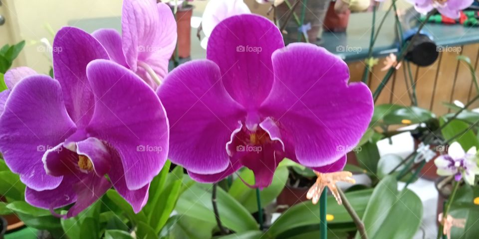 orchid