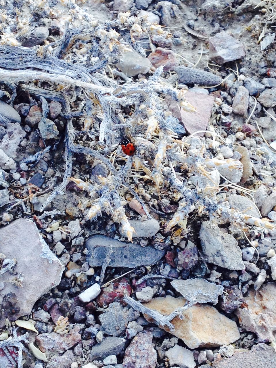 Desert Ladybug