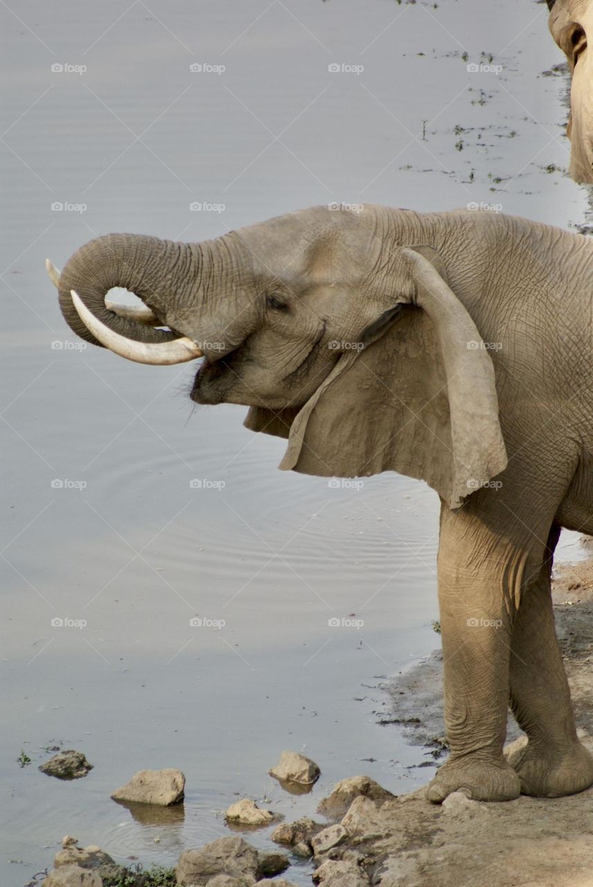 An elephant drinking from the watering hole 