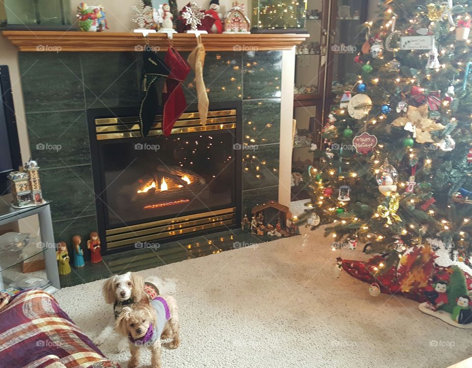 Dog, Christmas, People, Room, Family