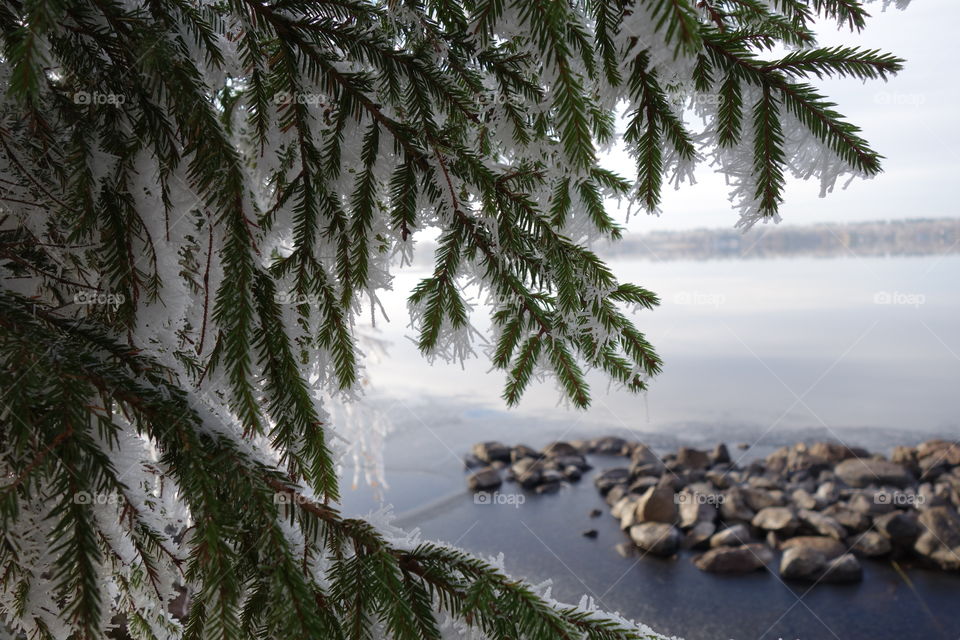 Frosted branch