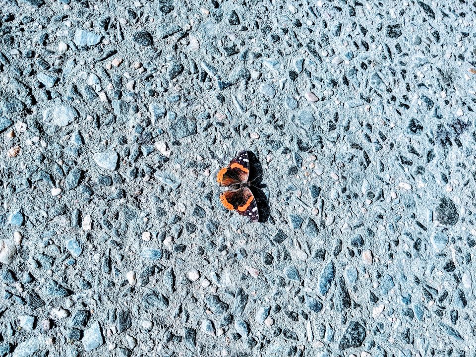 This little butterfly is resting on the sidewalk, taking in the sun.