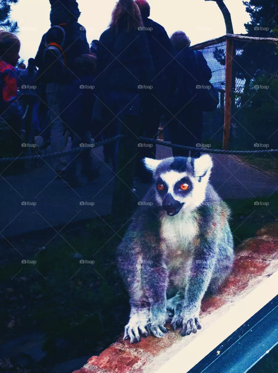 Zoo 