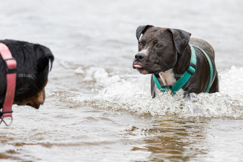 Dog making a funny face to his friend while playing in the water 