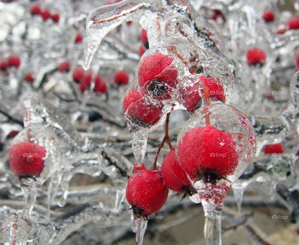 Северные ягодки