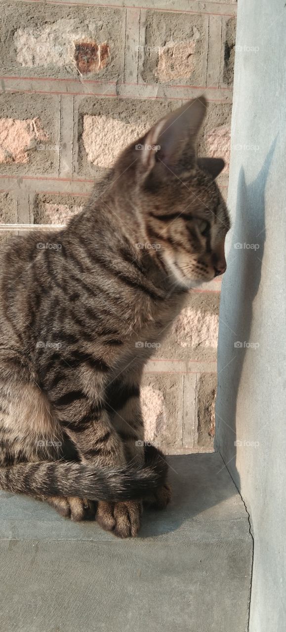A lil cute kitten in morning take sun bath in winters😌😴😊