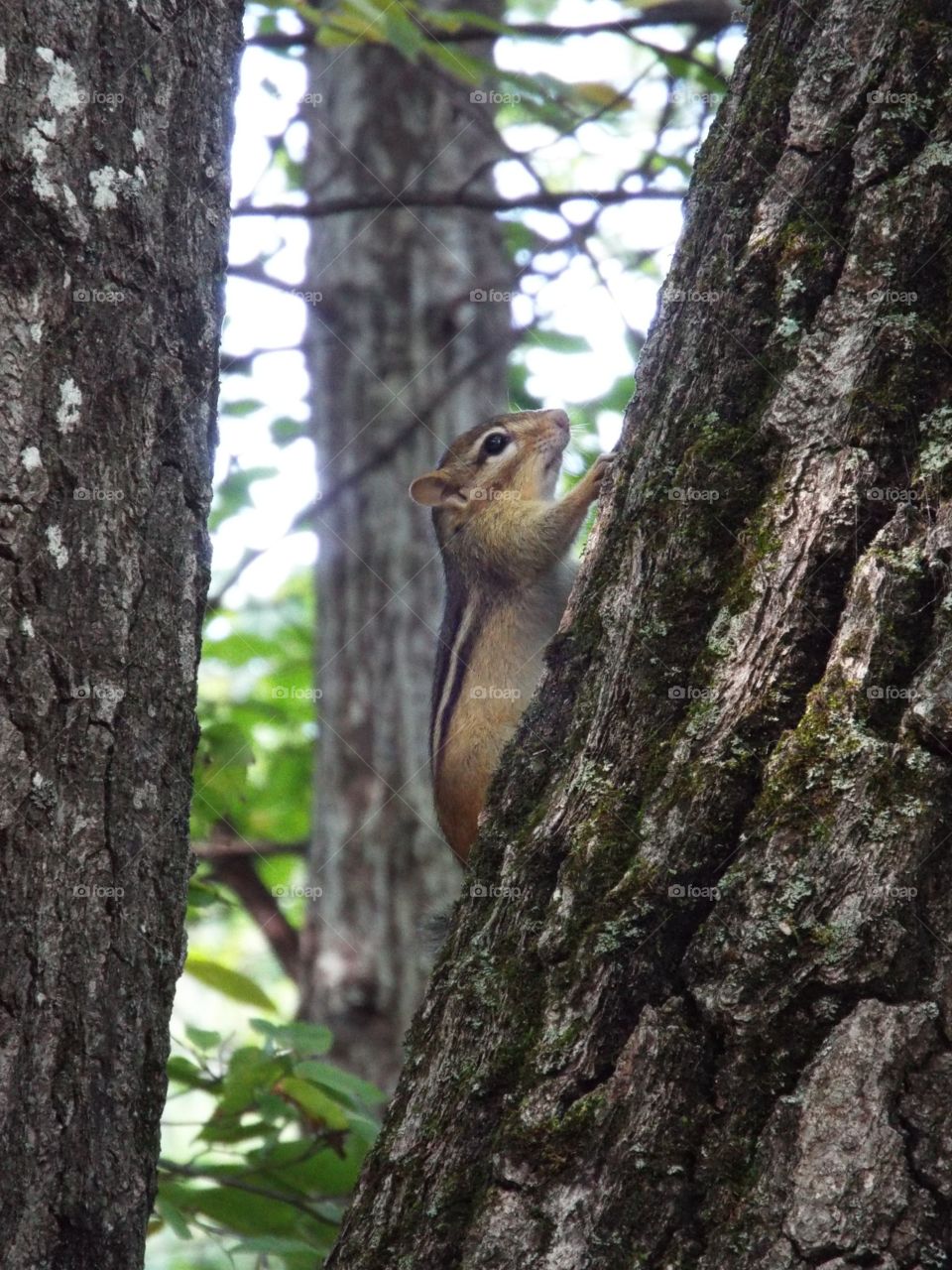 Chipmunk in a Tree