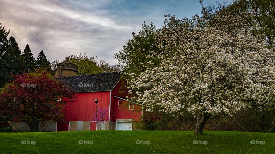 Red barn in Wisconsin with flowering trees