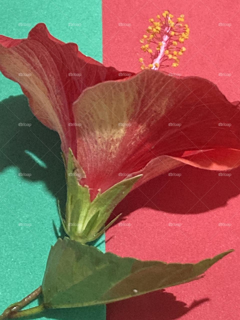 Flor grande de Hibisco vermelho com estruturas amarelas em frente a uma parede verde e vermelha.