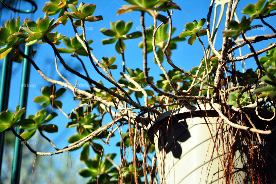 hanging succulent house plant