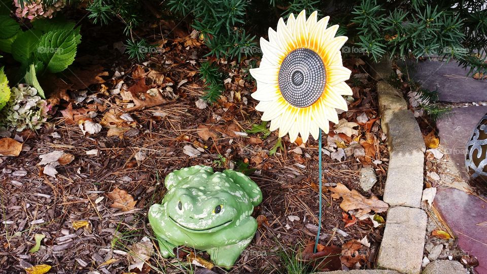 A HAPPY TOAD.