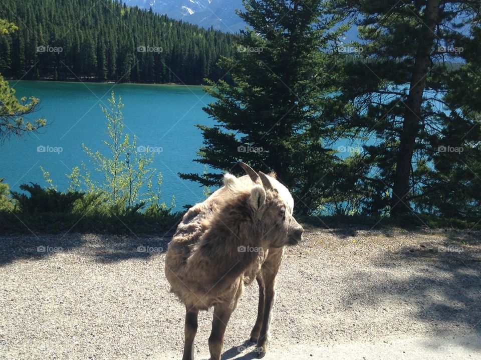 Mountain goat 