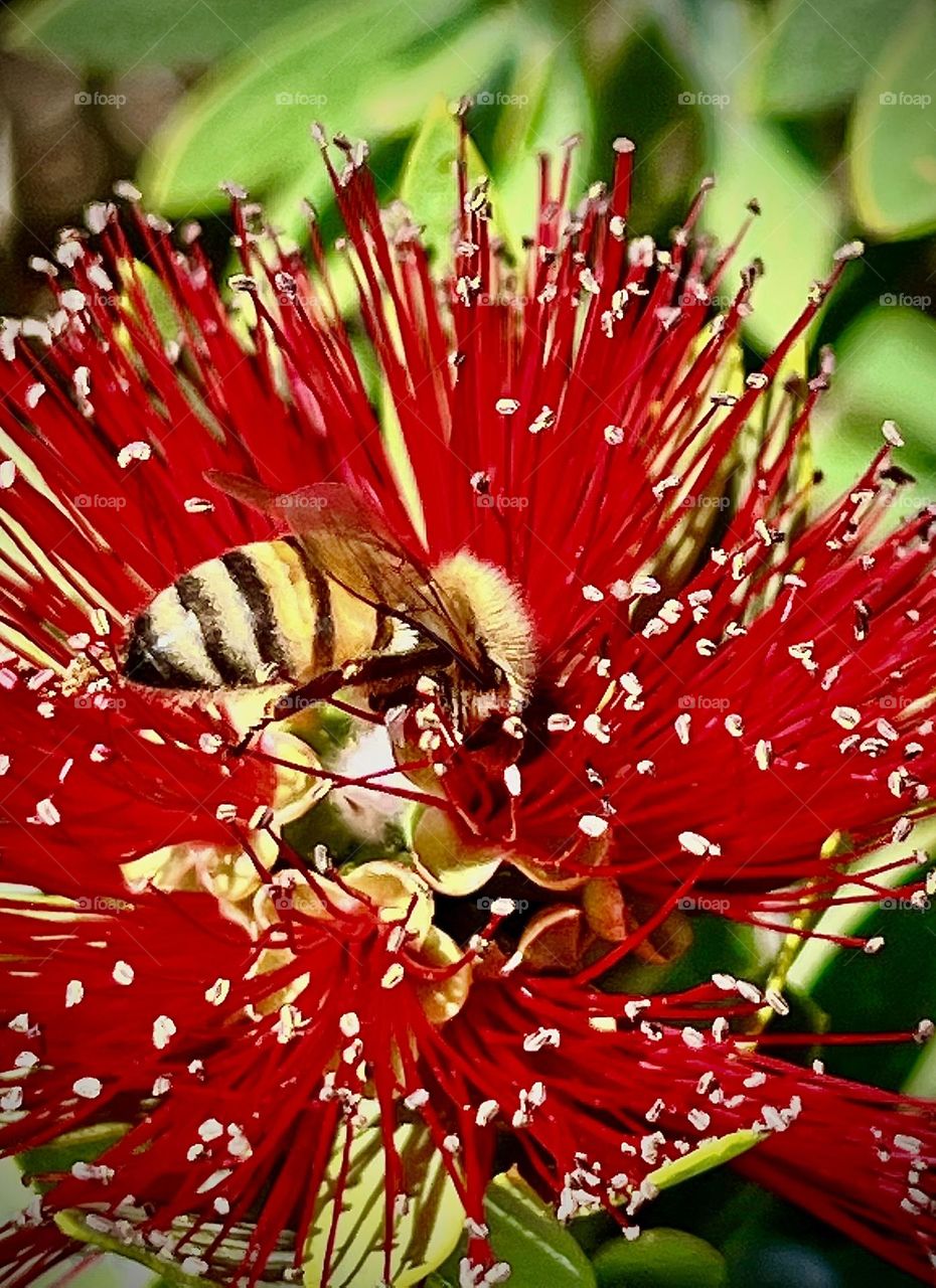 Bee in Red Flower