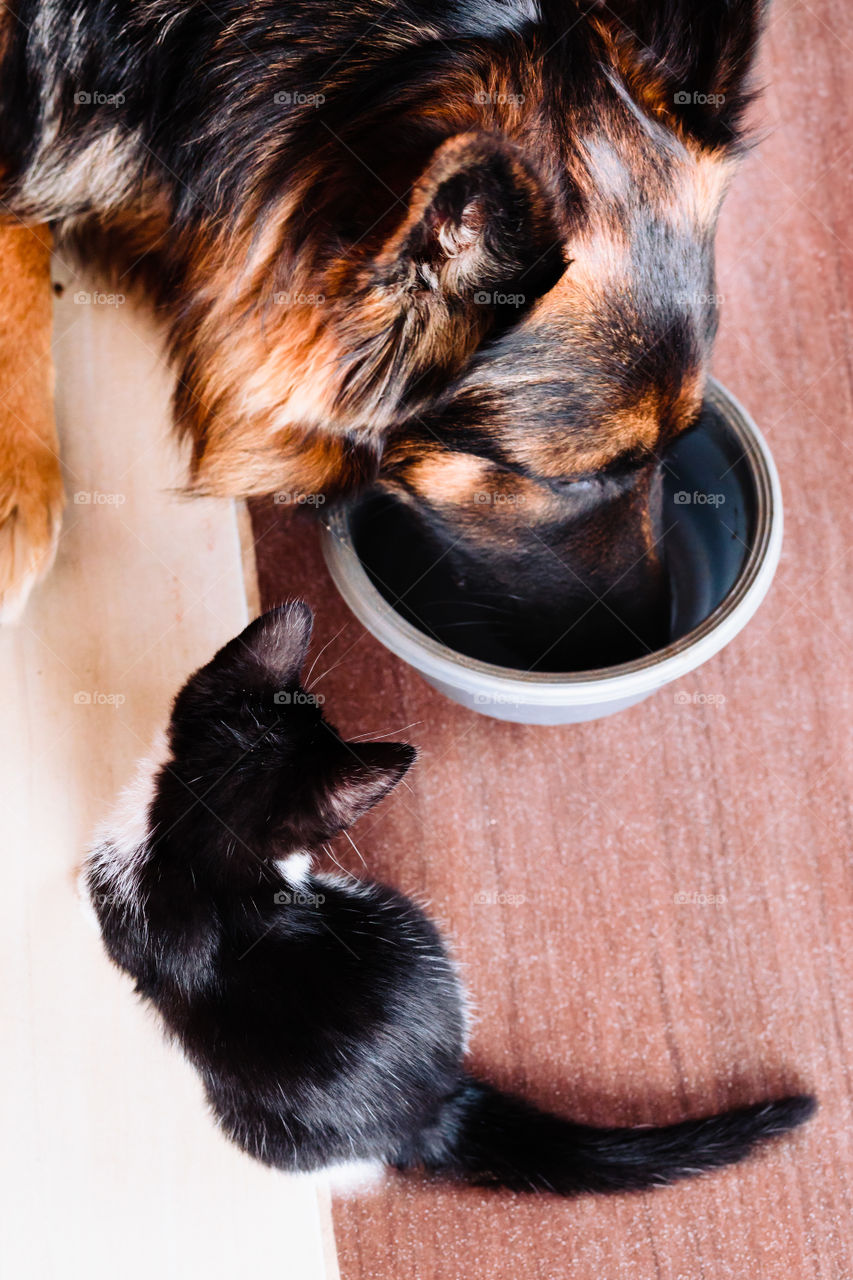 Little cat looking for company with big dog at one bowl of food