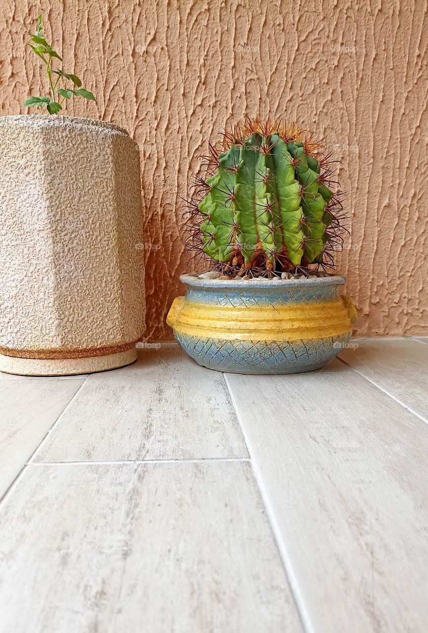 house plants in pots view from the ground