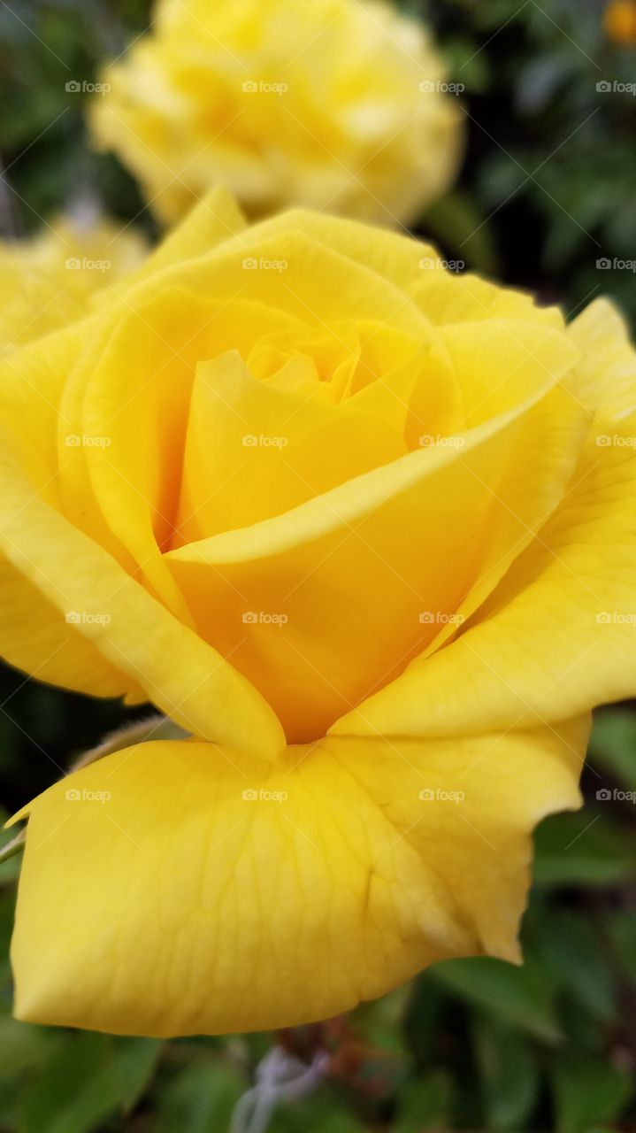 Yellow rose