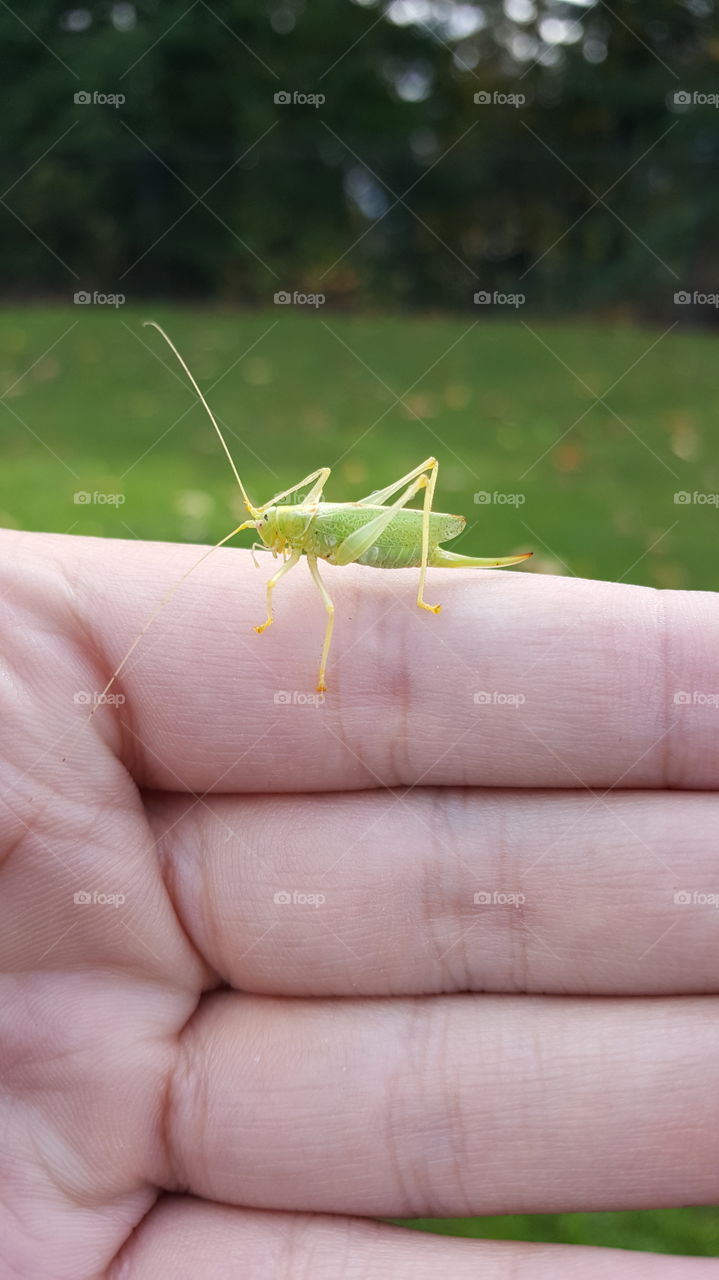 Grasshopper