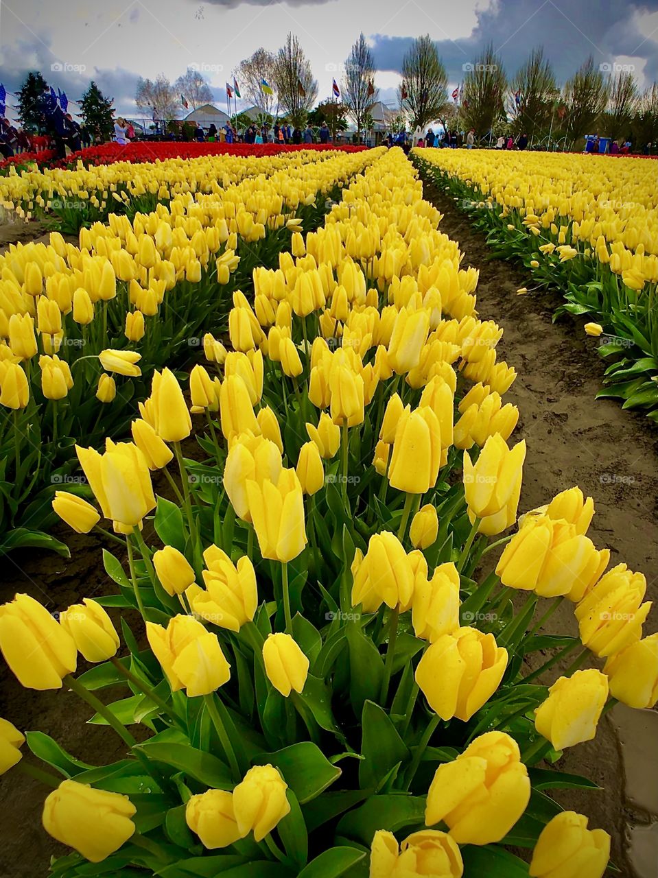 Foap Mission “Picture Perfect Earth”! Beautiful Yellow Tulip Fields of Washington State!