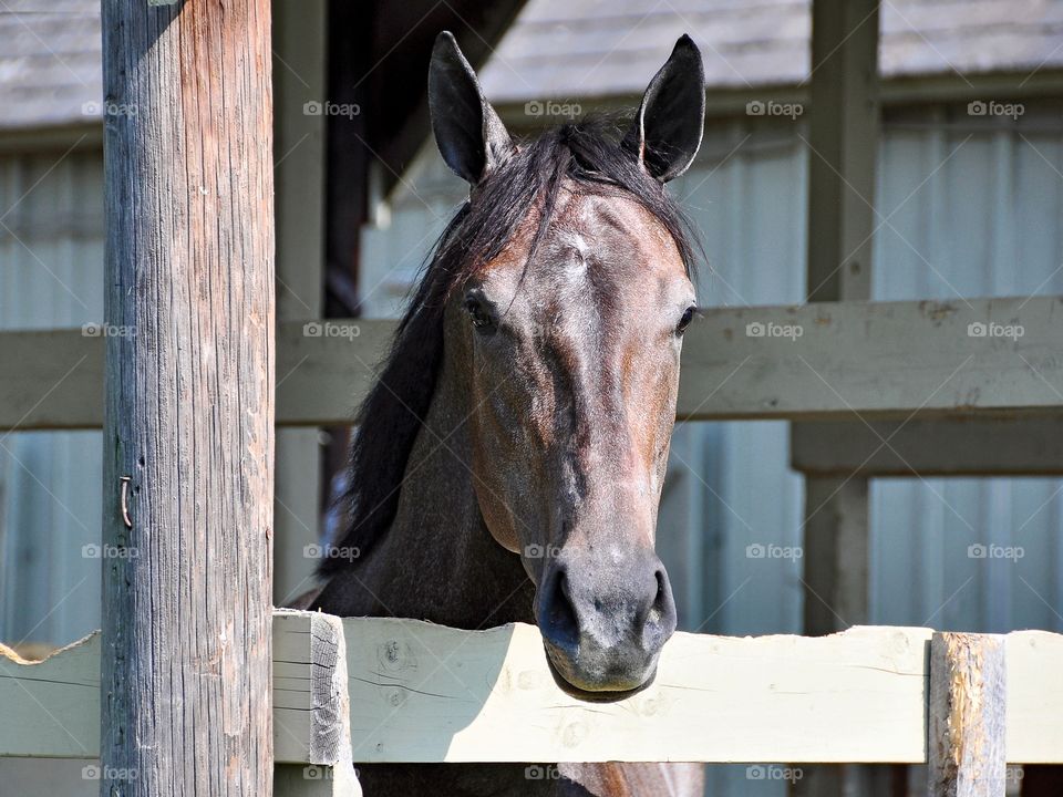 Graying Out or Chameleon . This young racehorse stands quietly in his corral at Saratoga as the weathered post shows the same graying out as him.