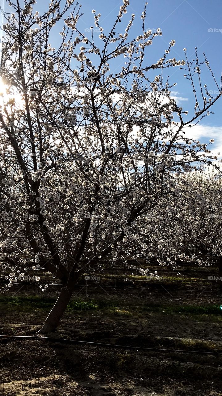 Almond orchard blooms glowing with light