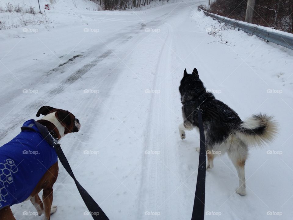 Winter walk with Rocky and Thumper who is all bundled up! 