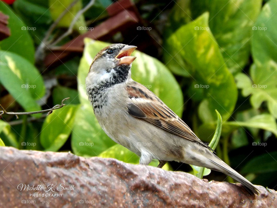 Bird at Disney World