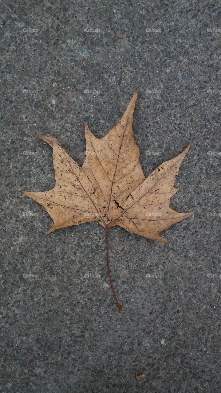 leaf