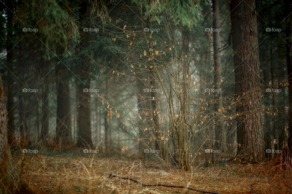 Misty morning in a spring forest 