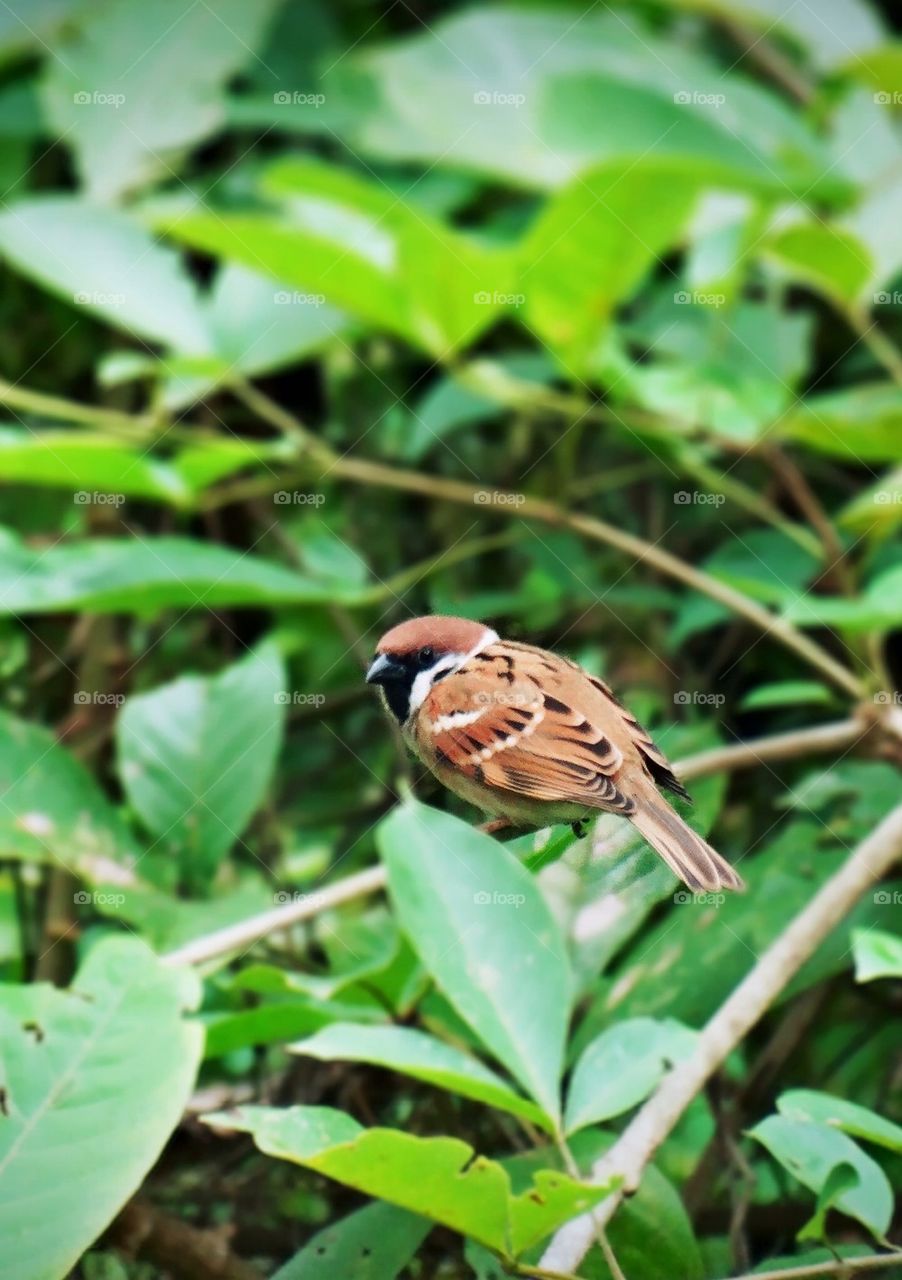 A sparrow