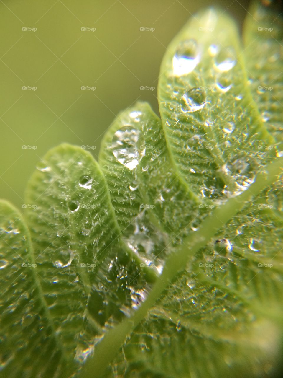 Macro Fern 