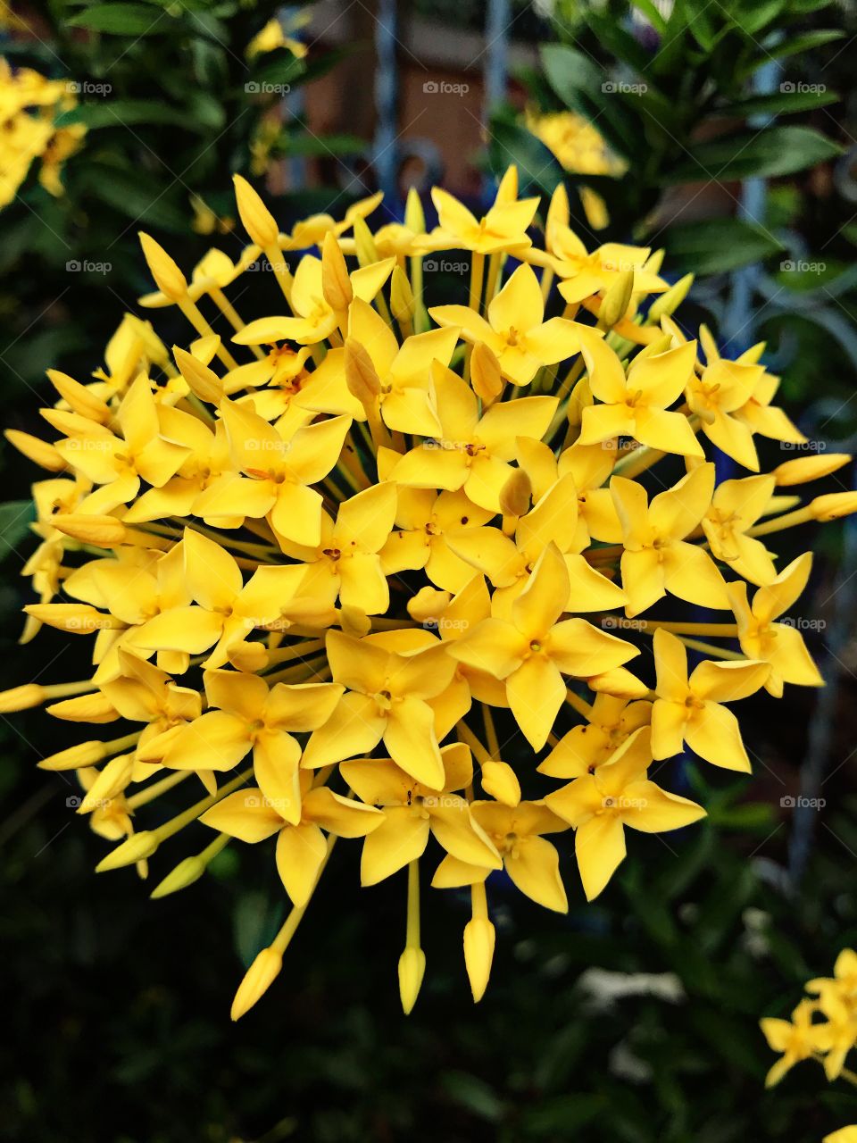 West Indian Jusmine. Beautiful yellow flowers 