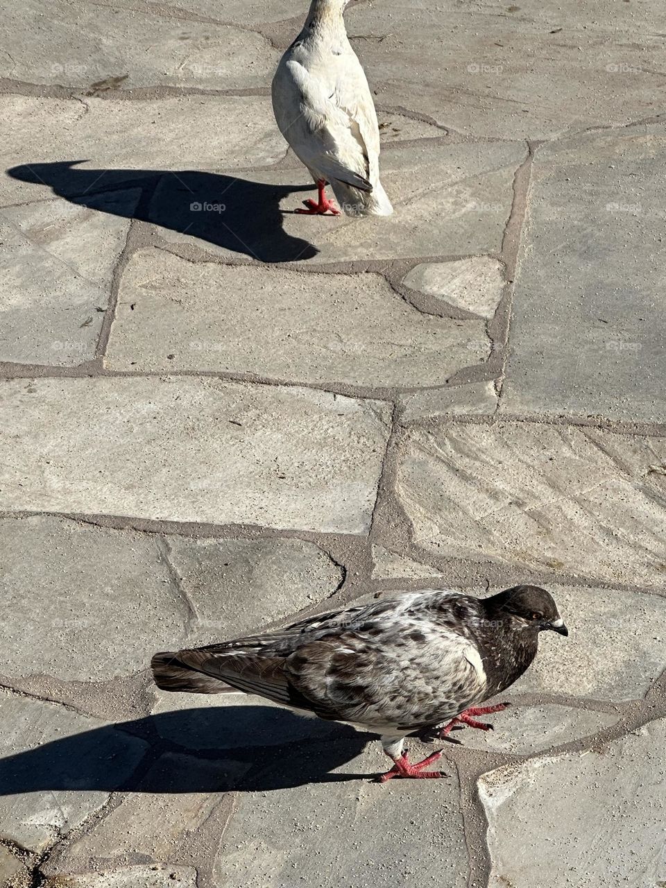 Two pigeons and their shadows waiting for bread crumbs on a paving stone sidewalk