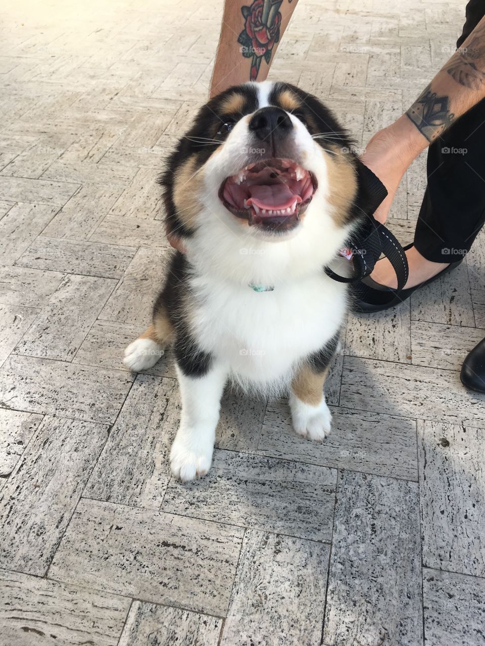Such a happy sweet lil’ good boy