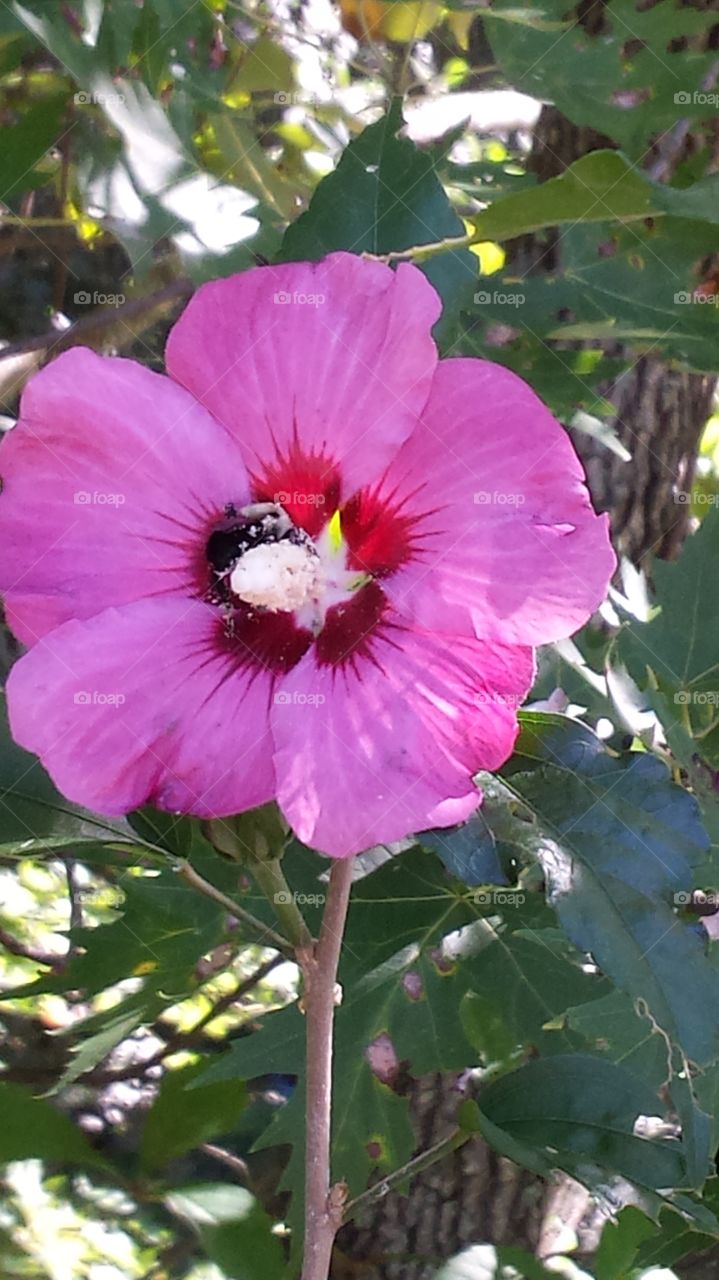 bee pollination . bee in flowers 