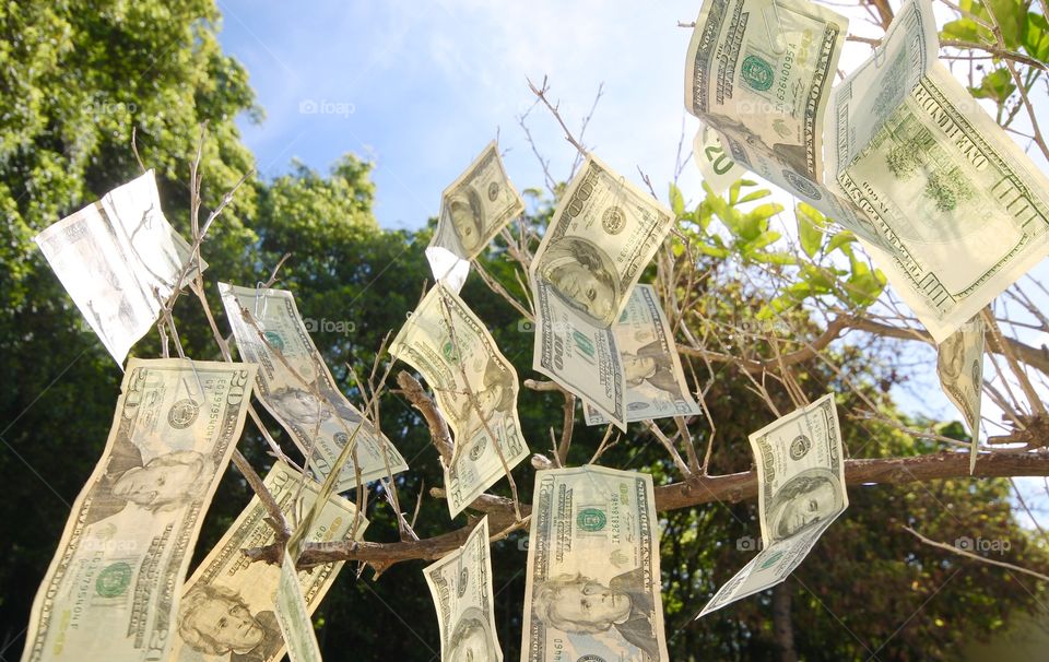 Money Tree 