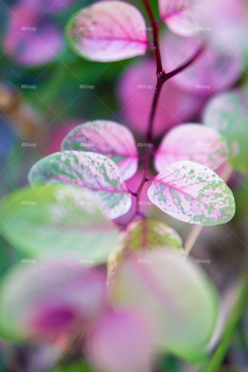 Colorful wild plant