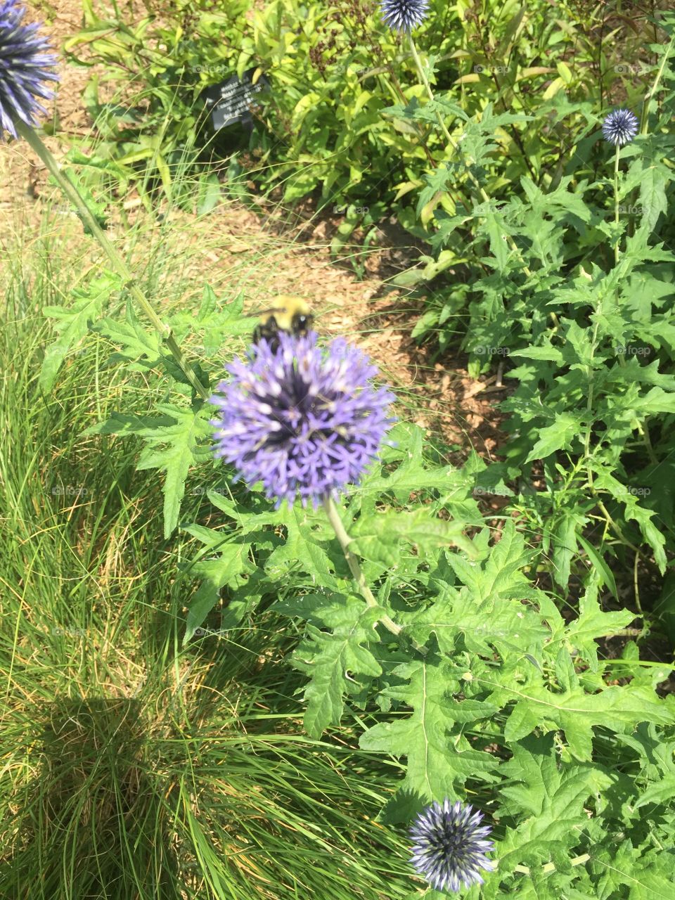 Flora, Nature, Flower, Summer, Garden