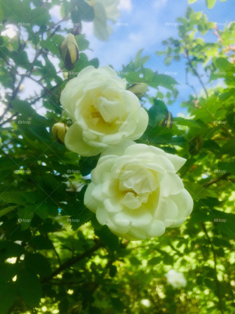 Blooming delicate summer flowers in my garden
