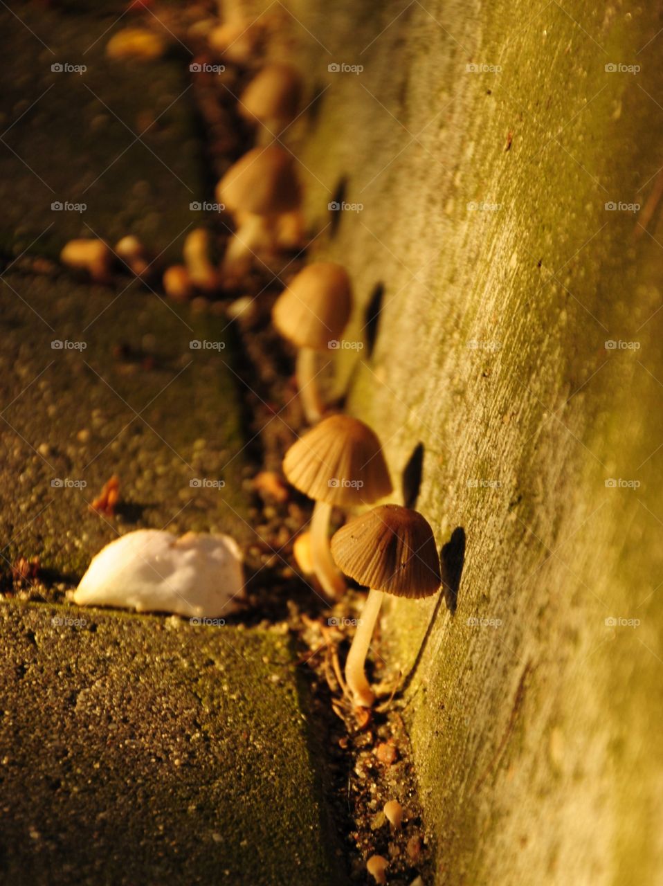 light and shadow of little wild mushrooms y