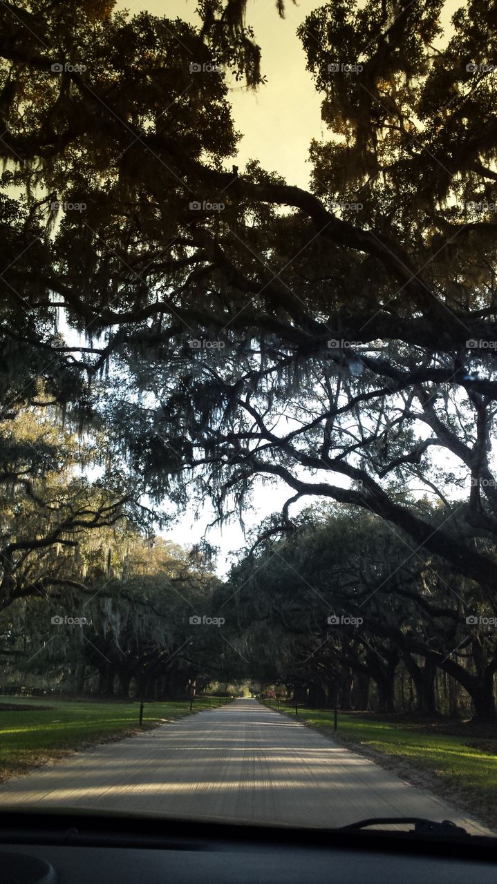 Boone hall plantation.